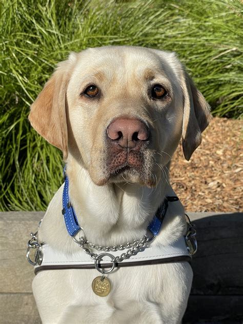 guide dogs victoria email